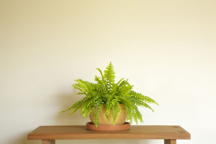 House Plant that Absorbs Moisture | Fritts Heat and Air