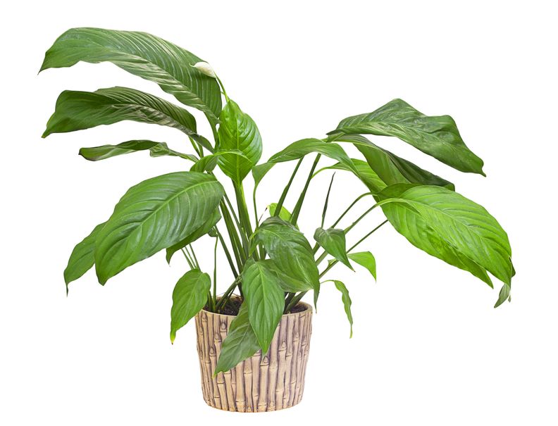 Houseplants Reduce Humidity | Fritts Heating & Air